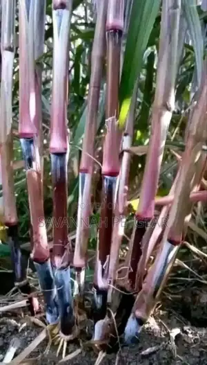 Australian Red Napier Grass Cuttings - 50 Pieces