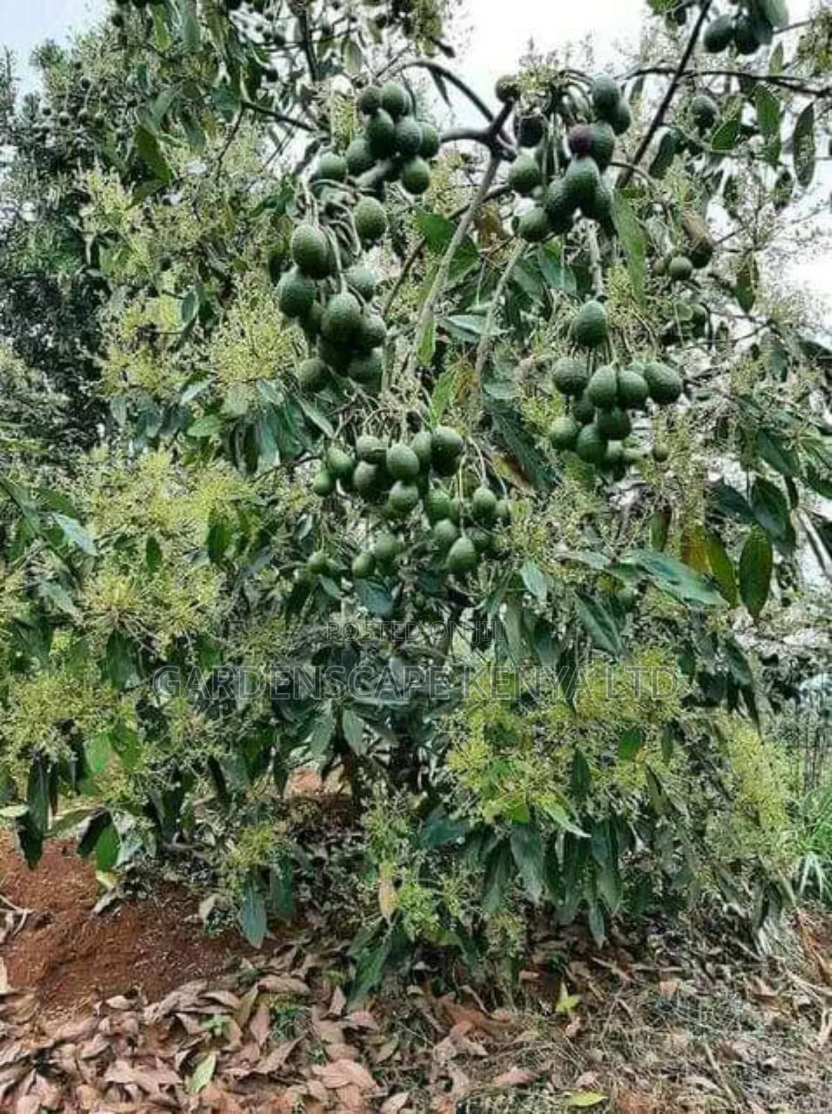 Hass Avocado Seedlings
