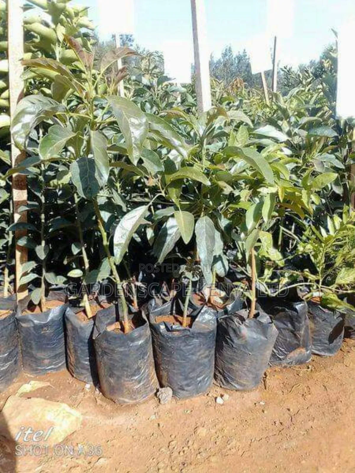 Hass Avocado Seedlings