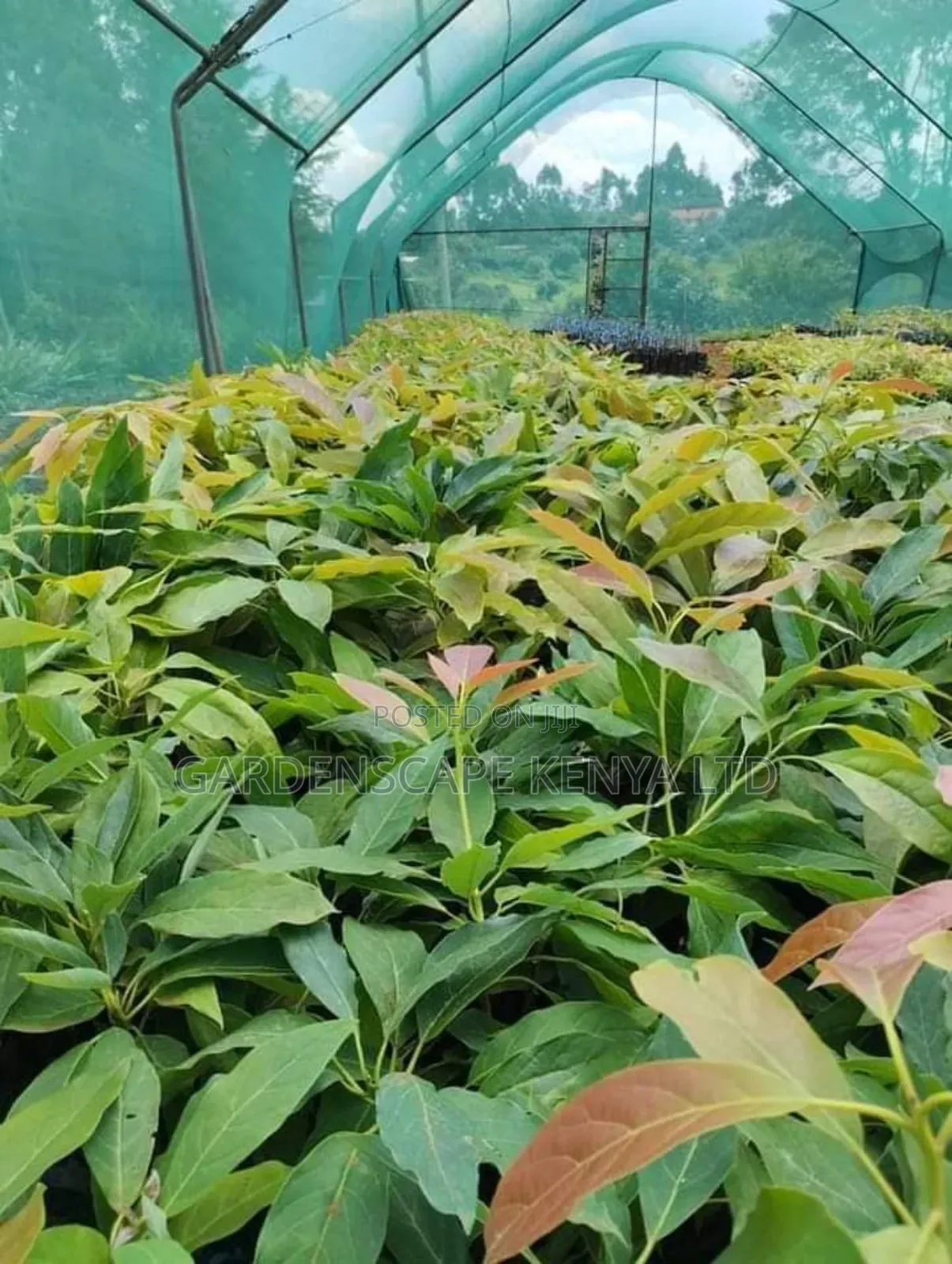 Hass Avocado Seedlings