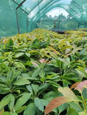 Hass Avocado Seedlings