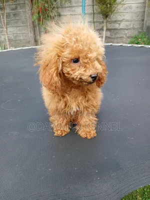 1-3 months Male Purebred Poodle