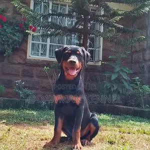 3-6 months Male Purebred Rottweiler