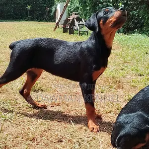 3-6 months Female Purebred Rottweiler