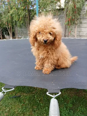 1-3 months Male Purebred Poodle