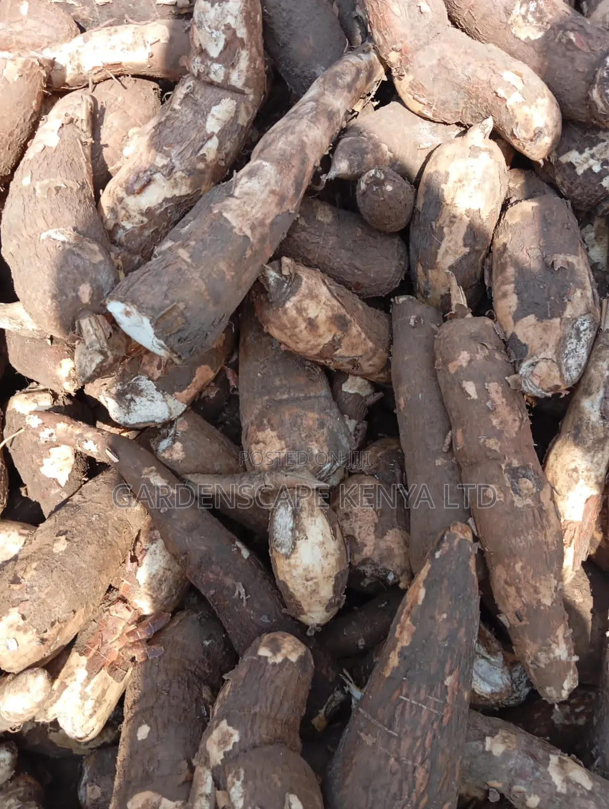 Raw and Fresh Cassava
