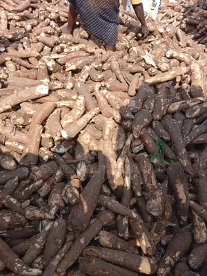 Raw and Fresh Cassava