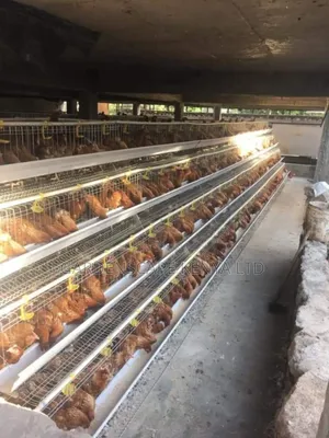 Chicken Cages