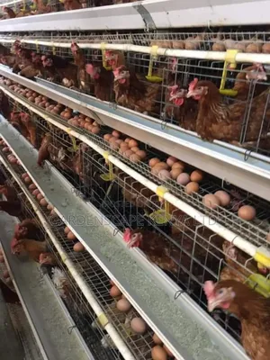 Chicken Cages