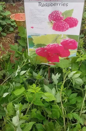 Quality Red Raspberry