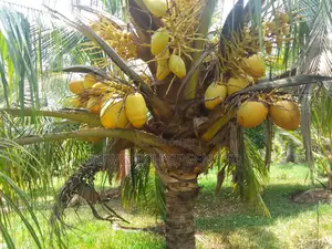 Dwarf Yellow Coconut Seedlings