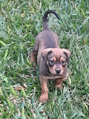 1-3 months Male Purebred Boerboel