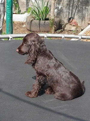 1-3 months Female Purebred Cocker Spaniel