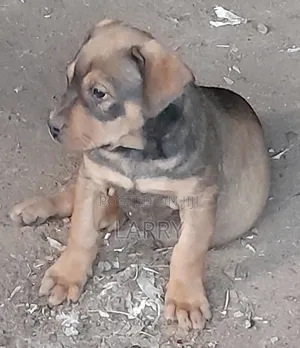 1-3 months Male Purebred Boerboel