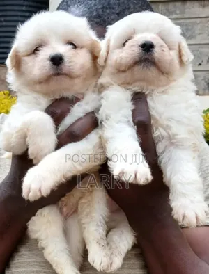1-3 months Male Purebred Maltese