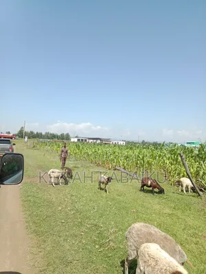 Sobea Plots Nakuru.