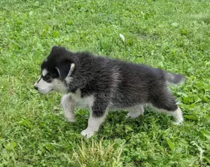 1-3 months Male Purebred Siberian Husky