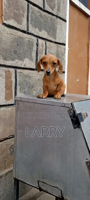 1-3 months Female Purebred Dachshund
