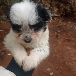1-3 months Male Purebred Maltese