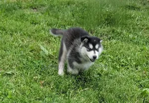 1-3 months Female Purebred Siberian Husky