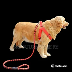 Dog Leash/Harness With Collar