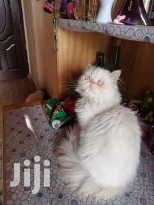 Senior Male Purebred Persian