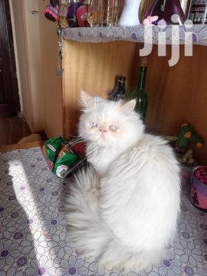 Senior Male Purebred Persian