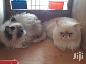 Senior Male Purebred Persian