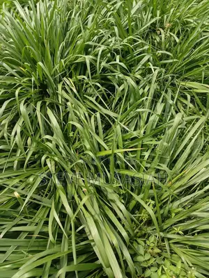 Brancharia Seedlings