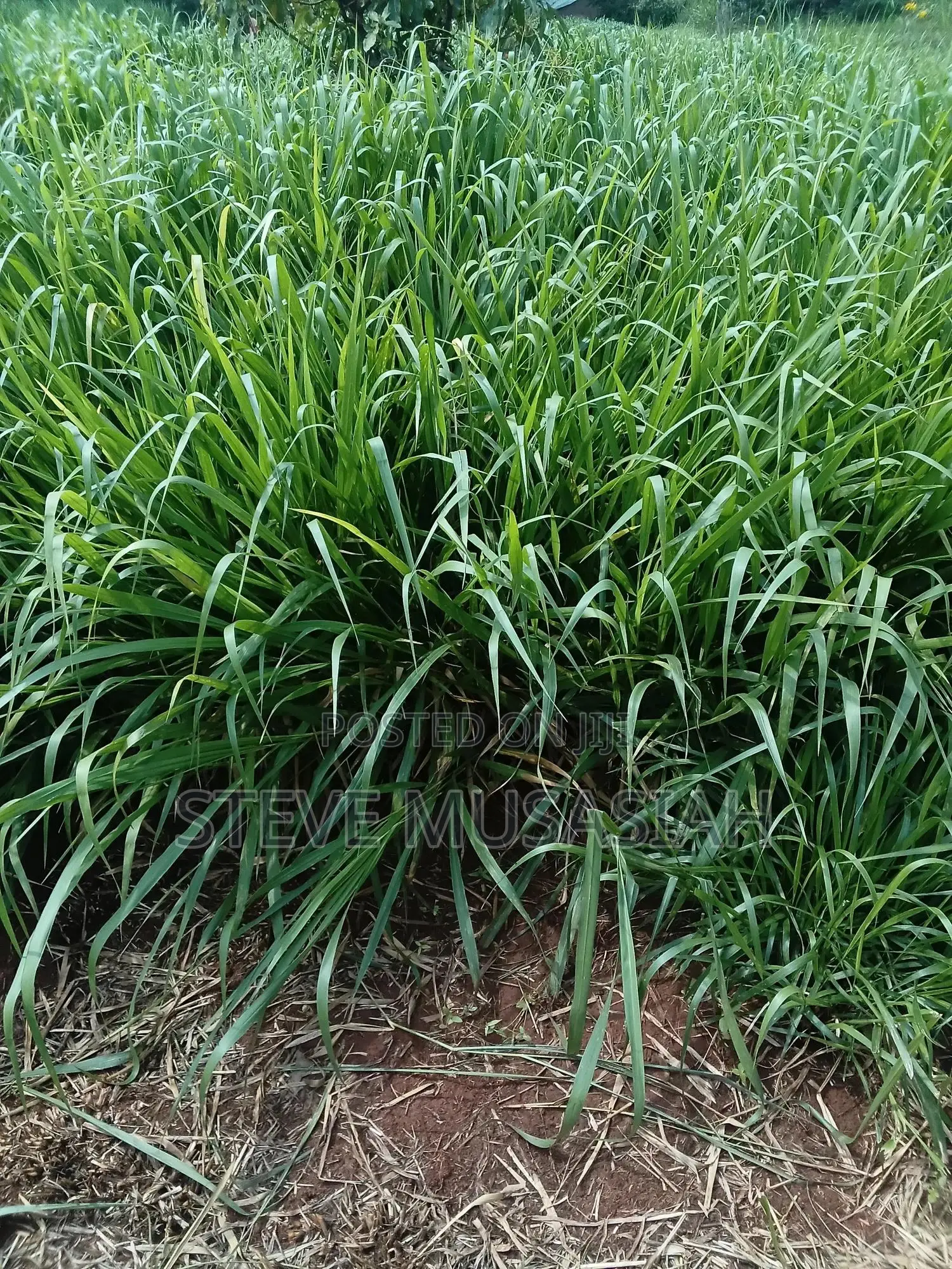 Brancharia Seedlings