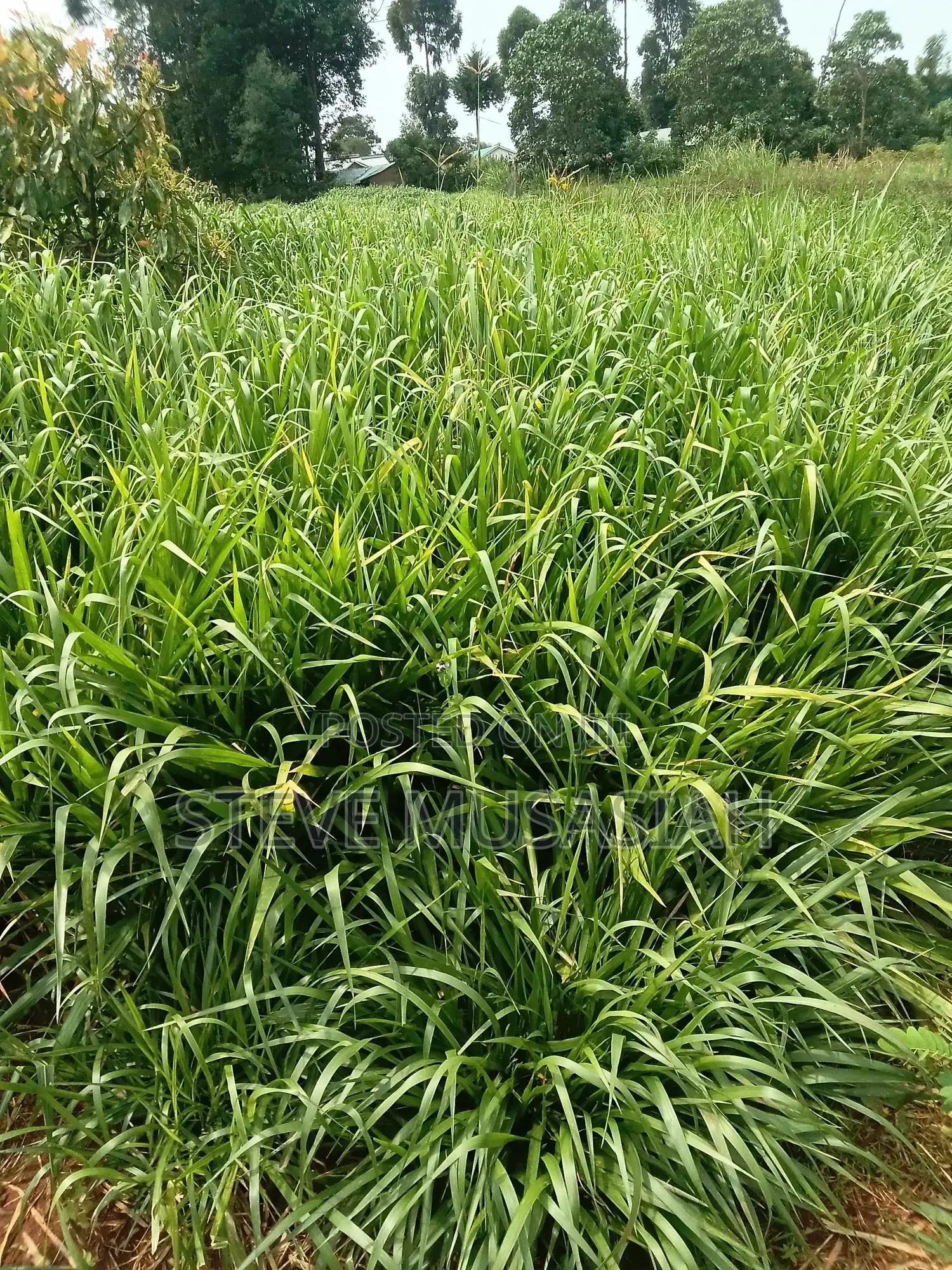 Brancharia Seedlings