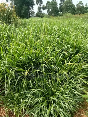 Brancharia Seedlings