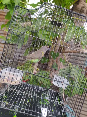 Meyers Parrots