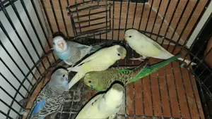 Good Budgies
