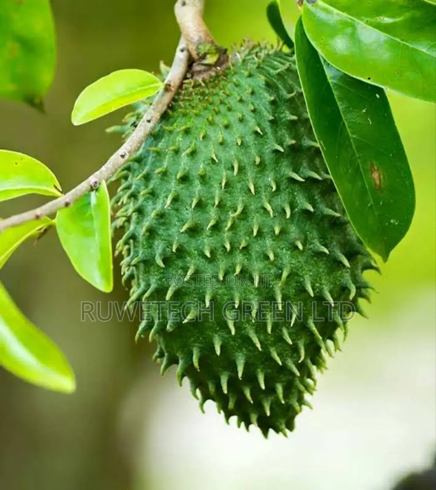 Soursop/Stafeli Seedlings