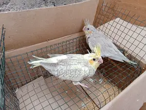 Baby Cockatiels