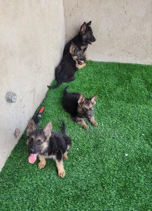 1-3 months Male Purebred German Shepherd