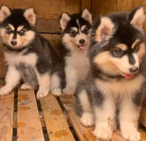1-3 months Male Purebred Siberian Husky