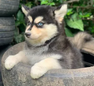 1-3 months Female Purebred Siberian Husky