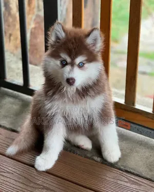 1-3 months Male Purebred Siberian Husky