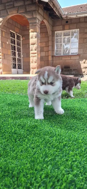 1-3 months Male Purebred Siberian Husky