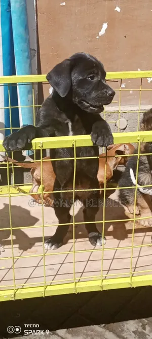 1-3 months Female Purebred Great Dane