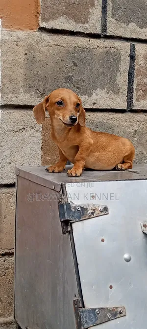 1-3 months Male Purebred Dachshund
