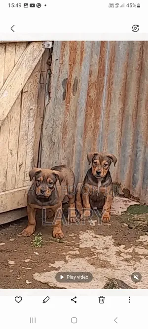 1-3 months Male Purebred Boerboel