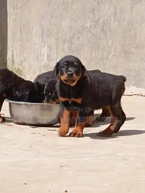 1-3 months Male Purebred Rottweiler
