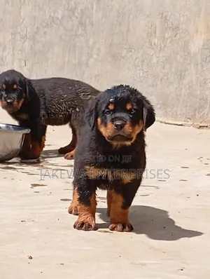 1-3 months Male Purebred Rottweiler