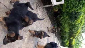 3-6 months Female Purebred German Shepherd