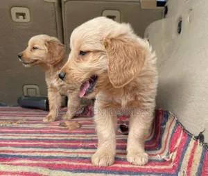 1-3 months Female Purebred Golden Retriever
