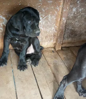 1-3 months Female Purebred Boerboel