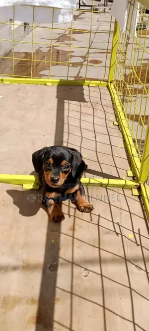 1-3 months Male Purebred Golden Retriever